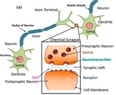 Транзисторы MoS2 проявляют поведение нейрона