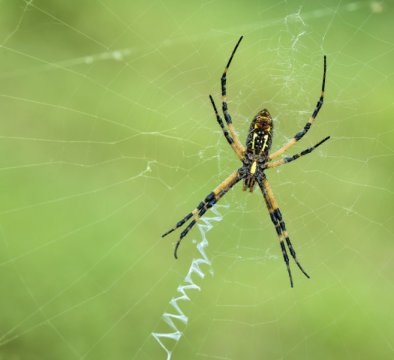 Ученые, отталкиваясь от паутины, создают новую «жидкую проволоку»