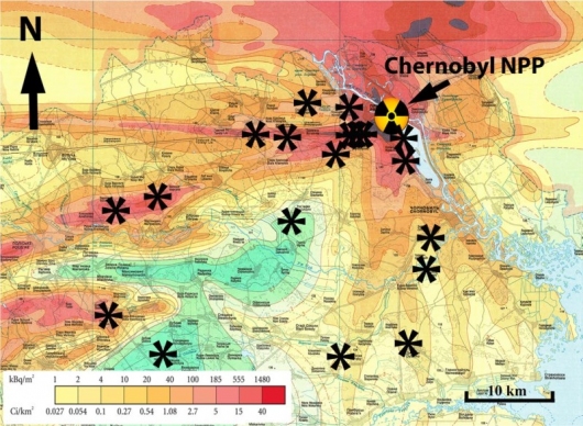 Радиационные повреждения в экосистеме Чернобыля все еще представляют опасность