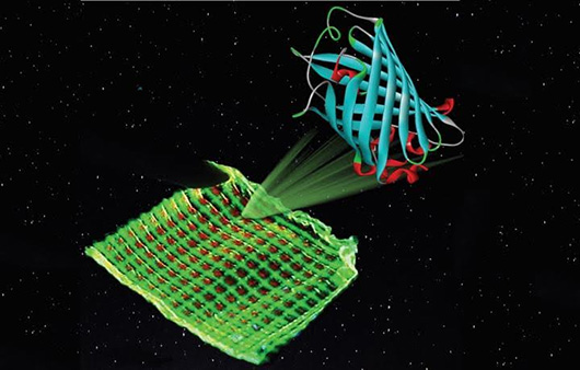 Люминесцентные протеины найдут применение в дешевых биодисплеях