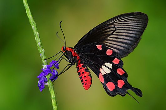 Чёрные крылья бабочки стали прообразом улучшенных солнечных батарей