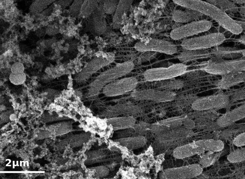 Анаэробный микроорганизм может стать фабрикой наноматериалов для электроники