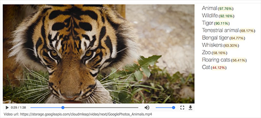 Новый облачный API Google позволяет распознавать объекты на видео Новый облачный API Google позволяет распознавать объекты на видео