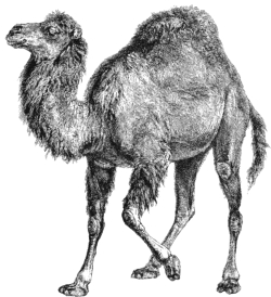 Вышел новый релиз языка программирования Perl
