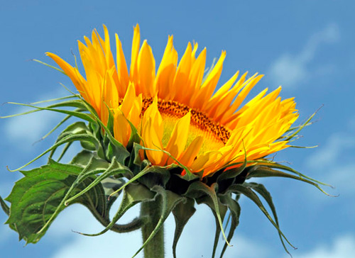 Подсолнечник подсказал способ улучшения солнечных батарей