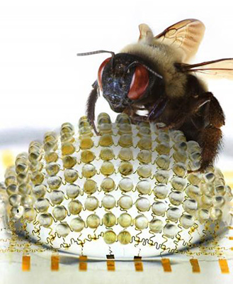 Цифровая камера имитирует фасеточное строение глаз насекомых