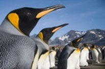 Open Invention Network преодолела рубеж в 3 тысячи участников