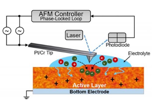 На роль биоэлектронного интерфейса претендует полимерная плёнка