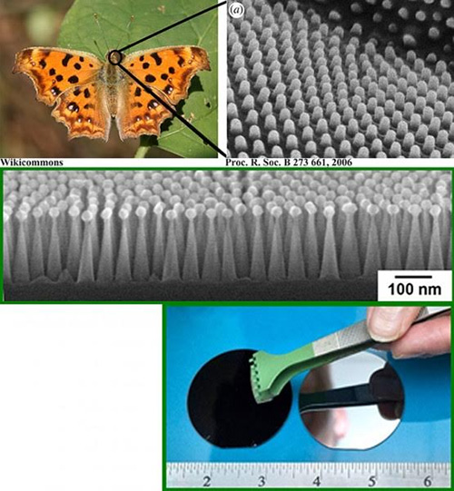 Глаз бабочки подсказал идею антирефлективного покрытия