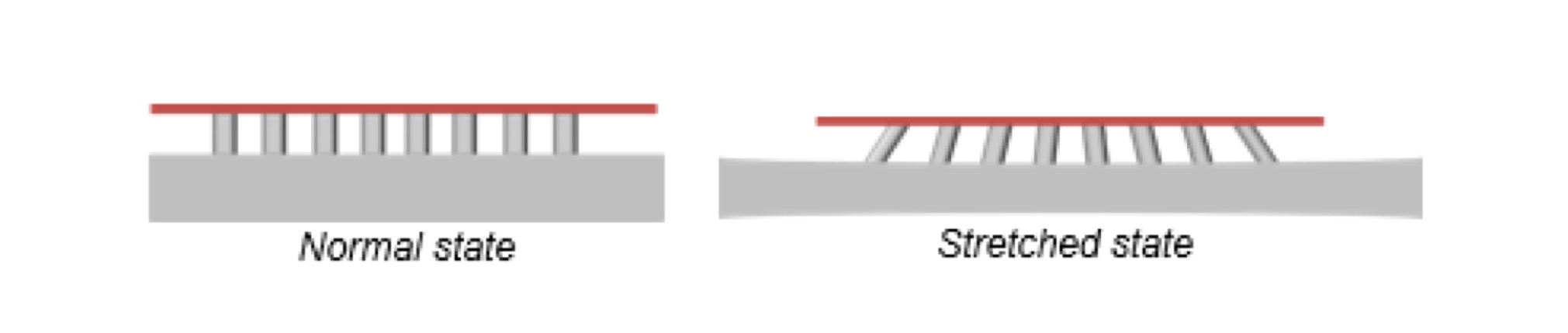 Гибкая «подвеска» OLED обеспечит дисплею растяжимость в любом направлении